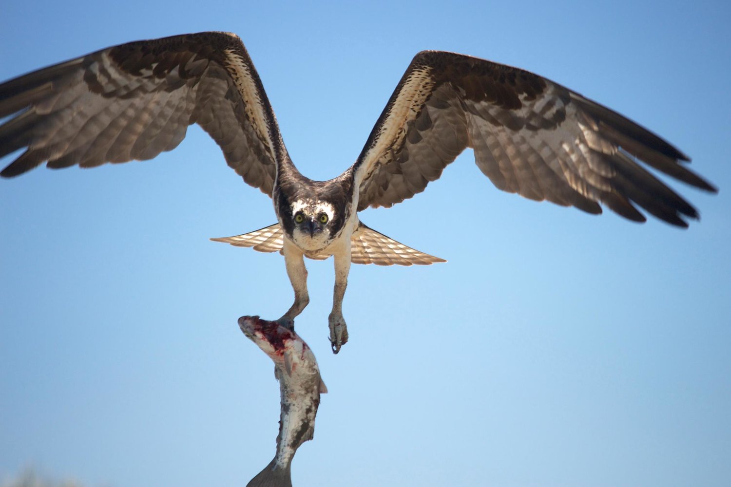 A picture taken by Nancy Jacobson of an osprey catching a fish.