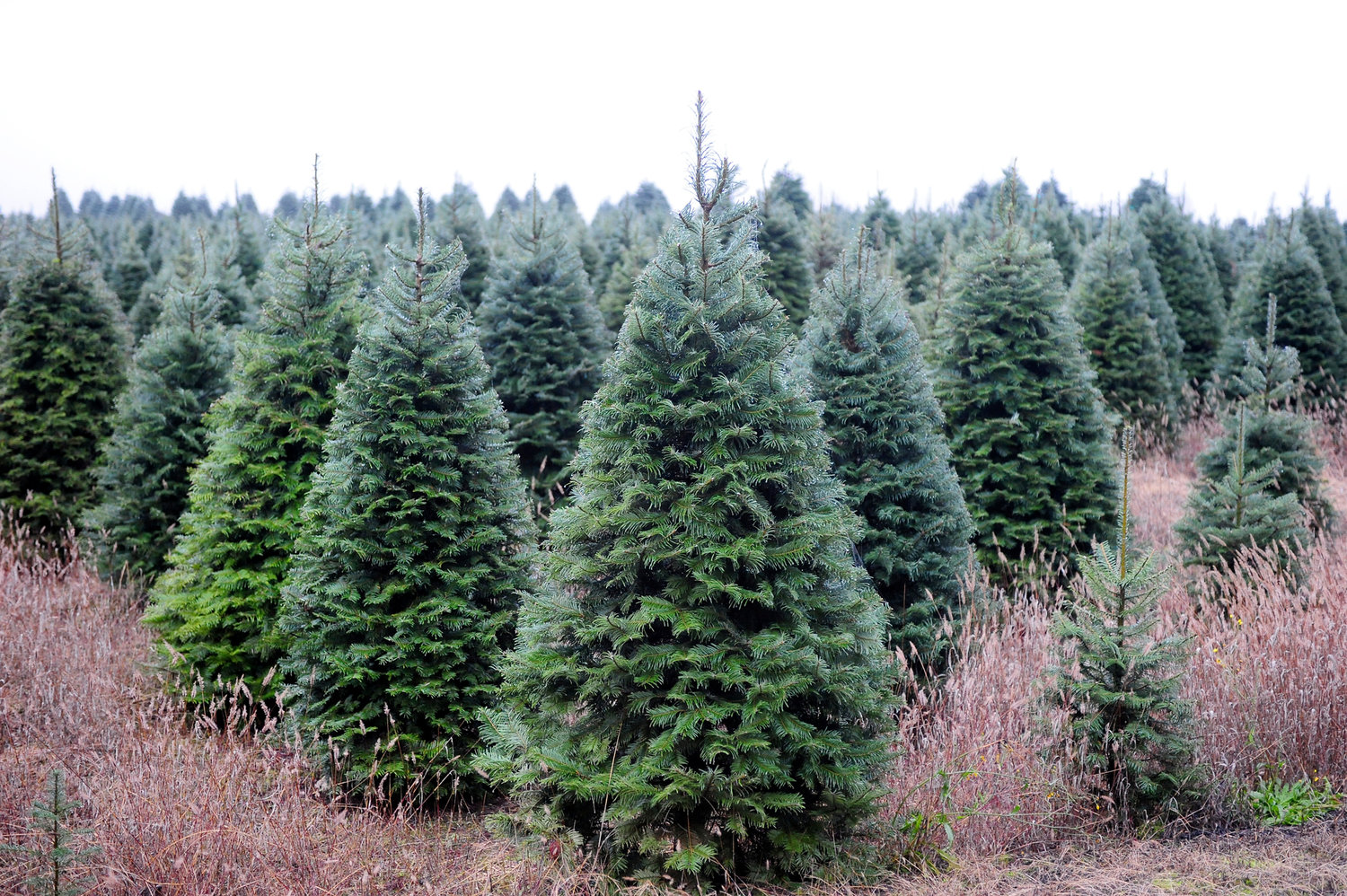Christmas trees are pictured in this file photo.
