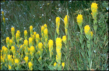 The golden paintbrush may be removed from the endangered species list.