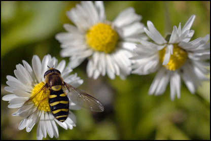 A honeybee collects pollen from a daisy in this file photo. An introductory series into the world of beekeeping has three more sessions scheduled later this month.