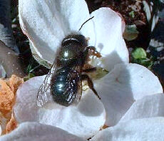 Mason bee is a name now commonly used for species of bees in the genus Osmia, of the family Megachilidae.
