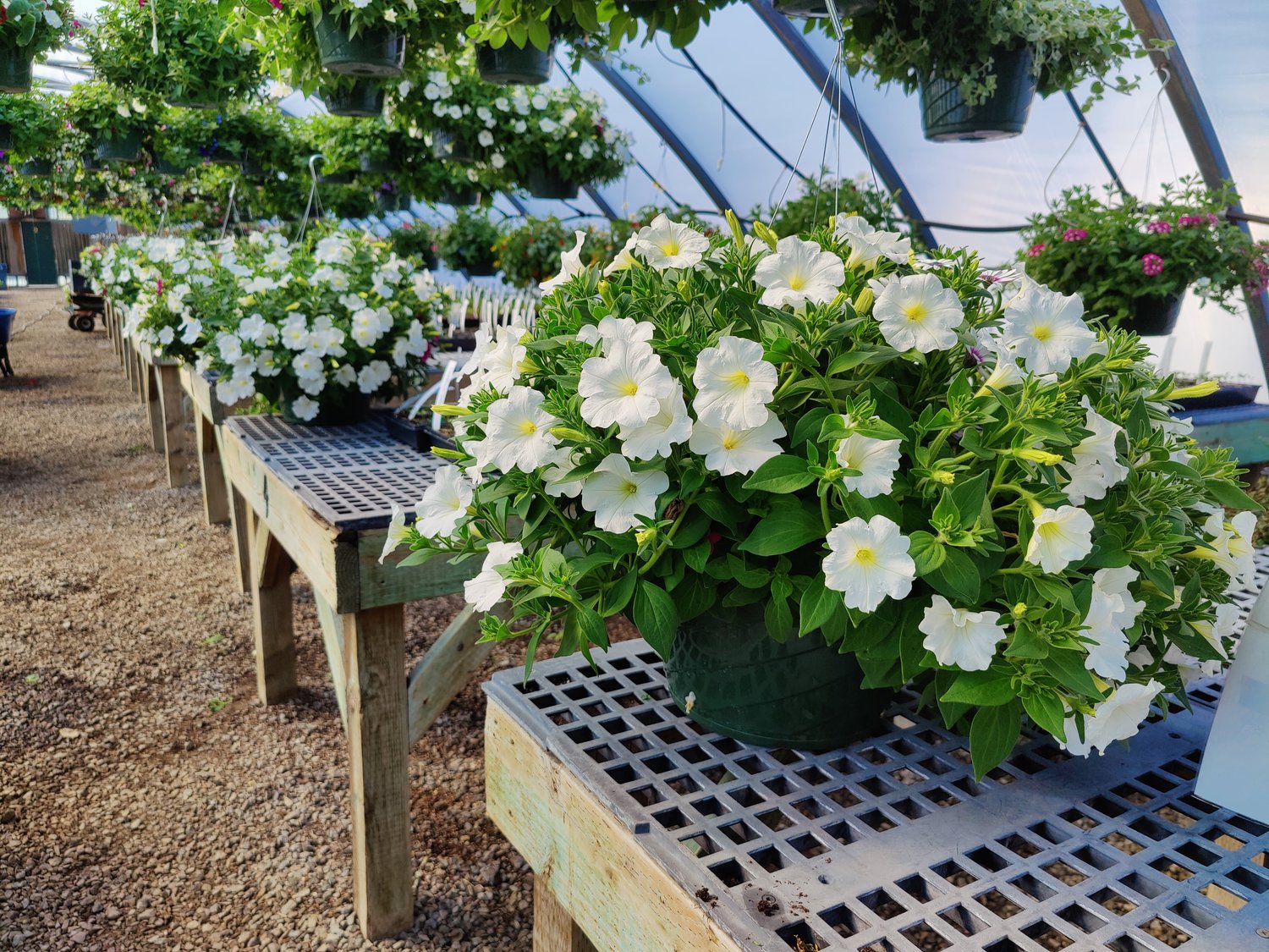 Hanging baskets are ready for sale inside the greenhouses at Battle Ground High School.