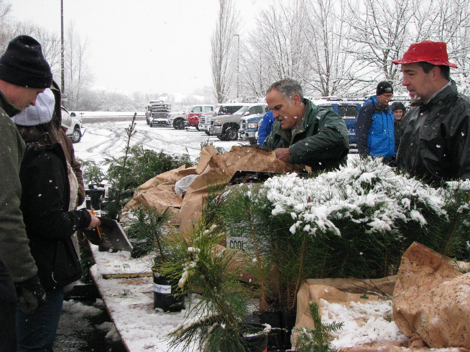 Trees are sold at the Clark County Farm Forestry Association’s public sale last year.