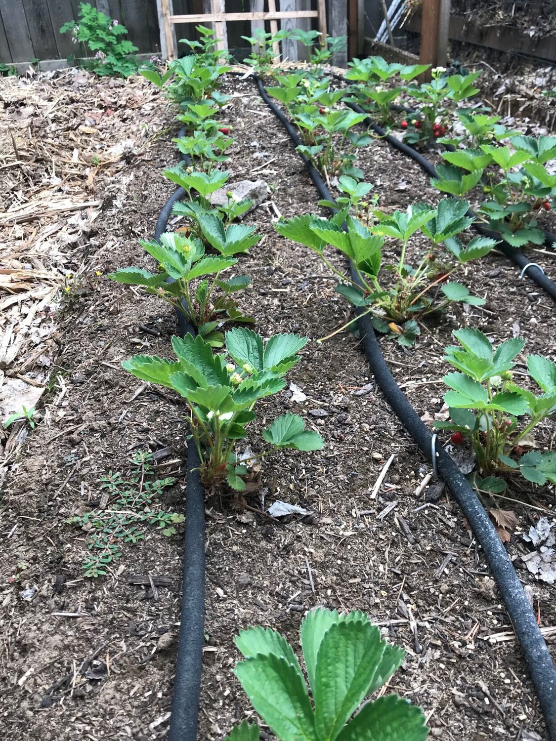 A drip irrigation system is among several ways to keep plants watered