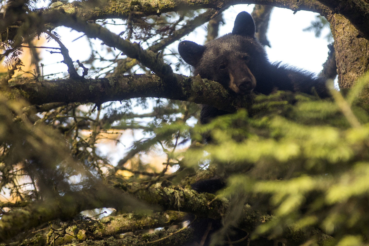 FILE PHOTO — A black bear sits up in a tree in the backyard of a home on the 300 block of West Chestnut Street in Centralia on Thursday, Oct. 8, 2015.