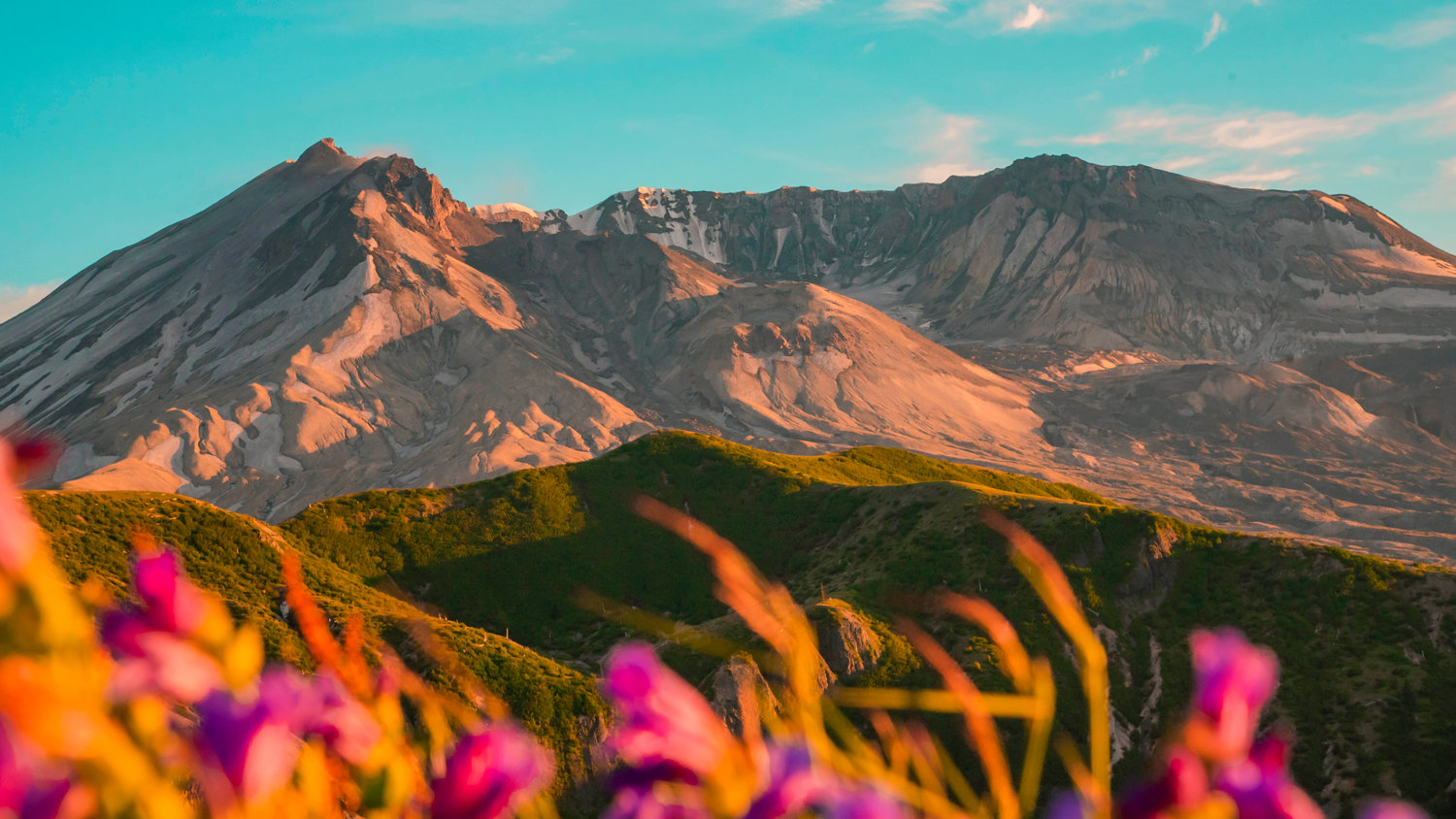 Wildflowers sway in the sunlight in front of Mount St. Helens as the volcano’s crater sets the backdrop along Windy Ridge Trail.