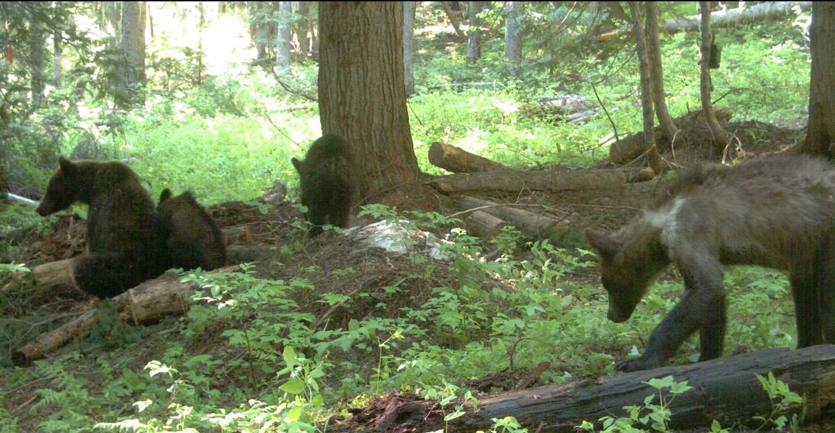 A female grizzly (left) was the first to be captured and collared in Washington.