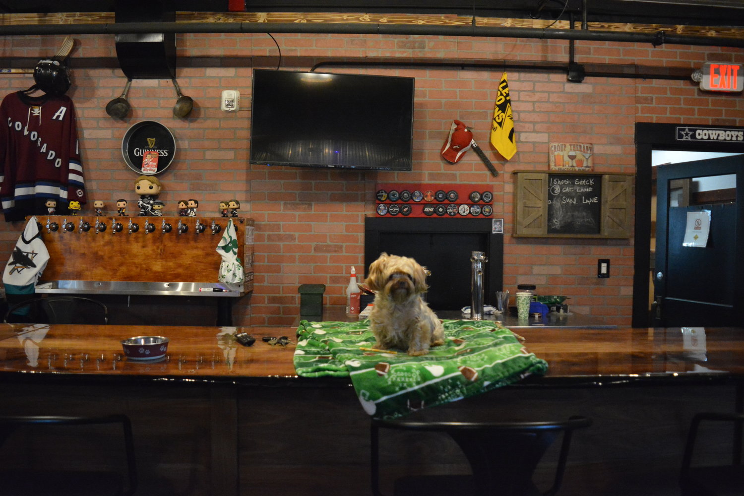 Clover, the “queen” of Cloverlane, is pictured relaxing at the pub.