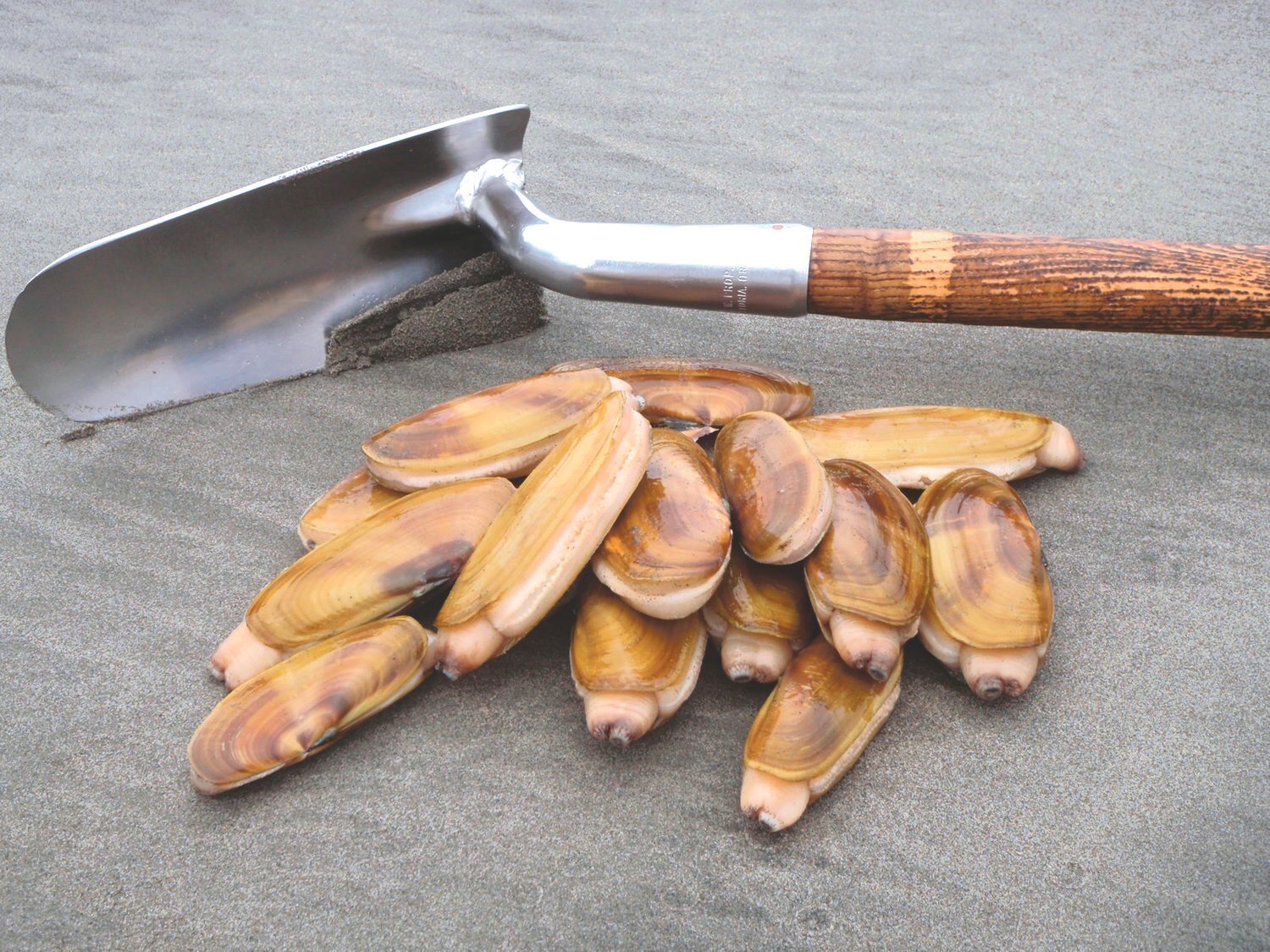 The Washington Department of Fish and Wildlife announced all recreational razor clam digs will remain closed until further notice due to unsafe domoic acid levels.