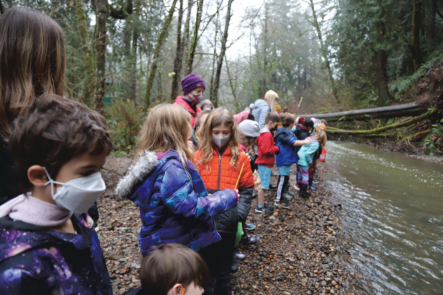 Second graders from Union Ridge Elementary School prepare to release salmon fingerlings at Gee Creek in Ridgefield.