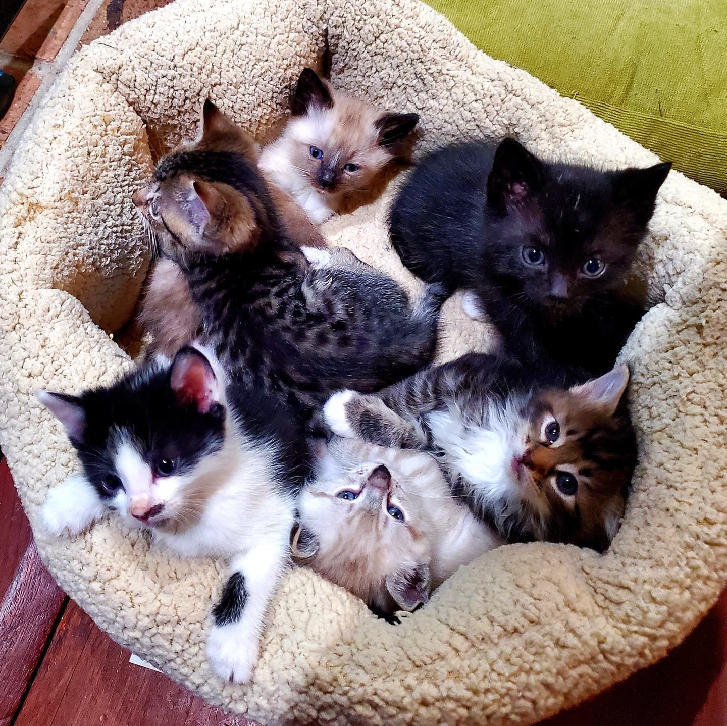 A litter of kittens is pictured.