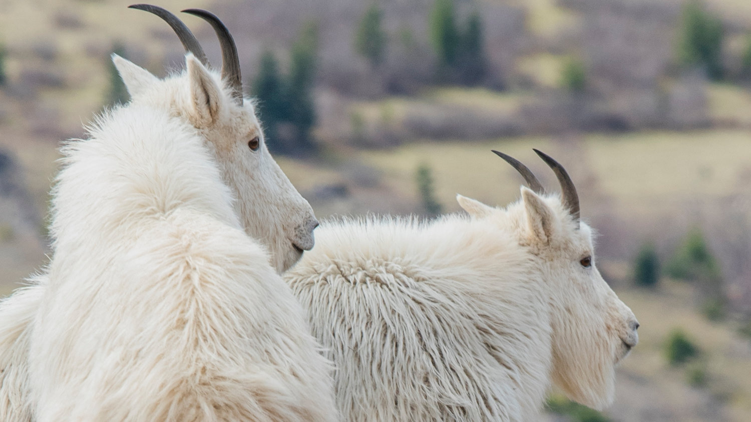 Mountain goats are pictured near the Johnston Ridge Observatory at Mount St. Helens on Tuesday, 
March 29, 2022.