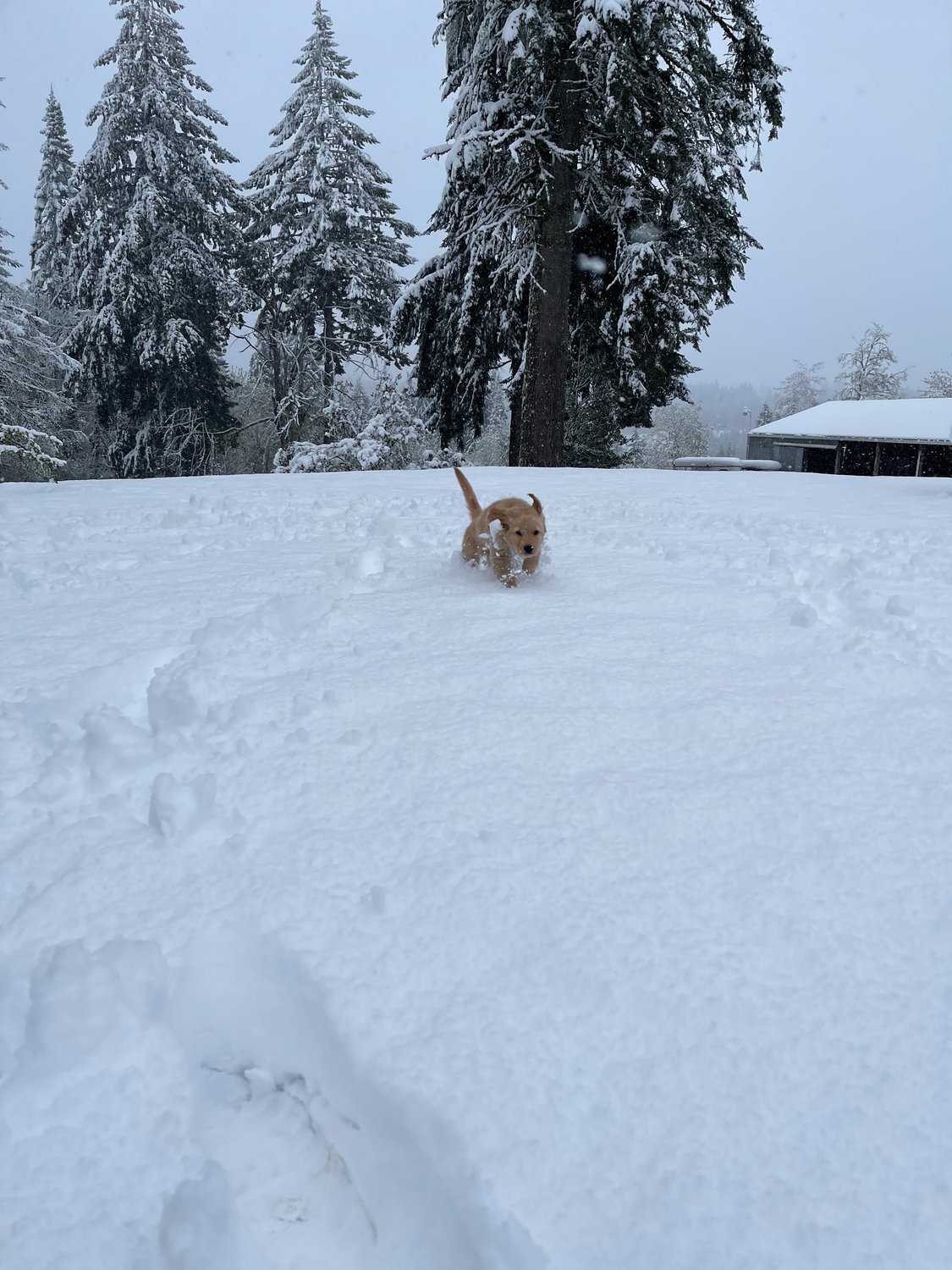 Boone plays in the snow in this photo submitted by Hayden Humphrey.