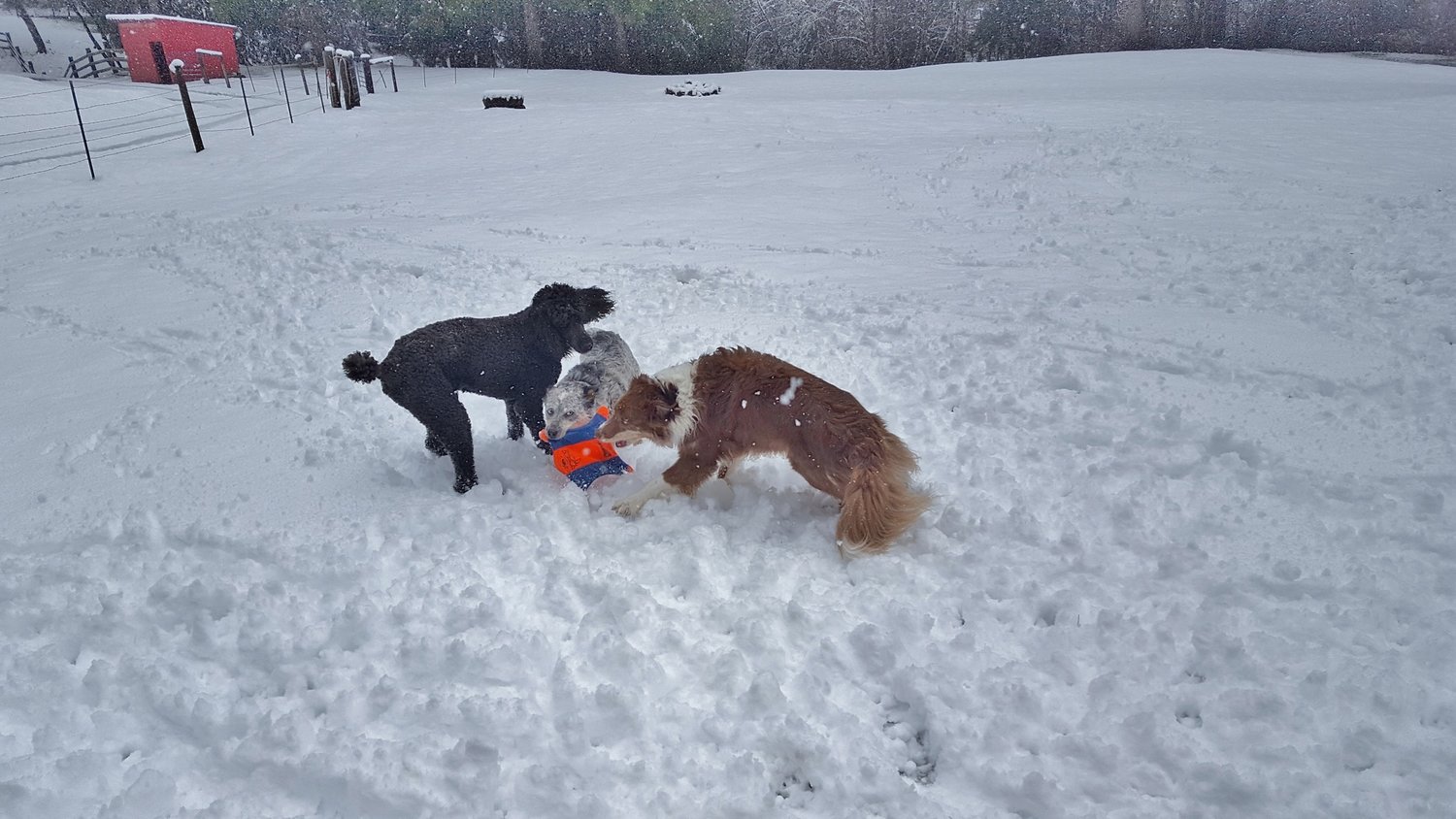 Dogs play in the snow in this photo submitted by Steve Zimmerman.