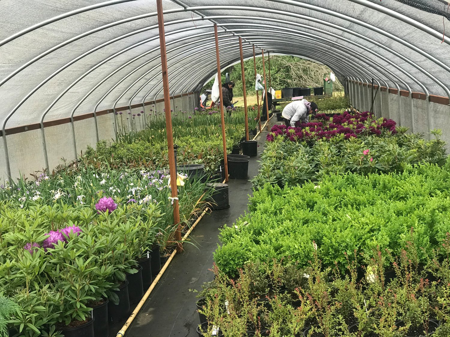 A production greenhouse of shrubs at All Season where workers maintain them.