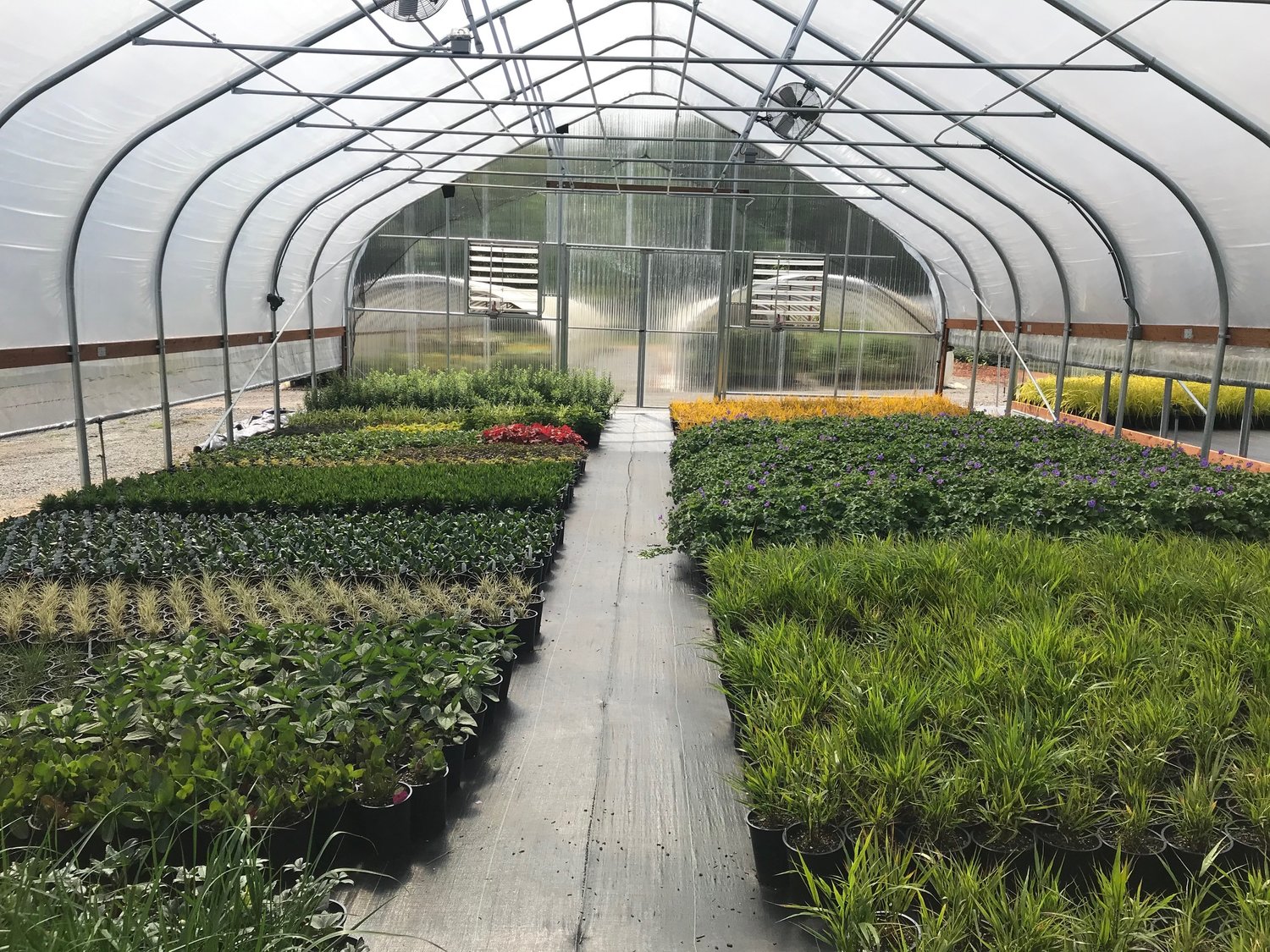 A greenhouse of perennials at All Season Plants.
