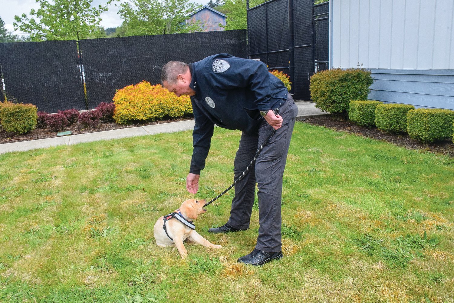 Woodland Police Chief Jim Kelly tries to bring Bolo back into the police station May 13.