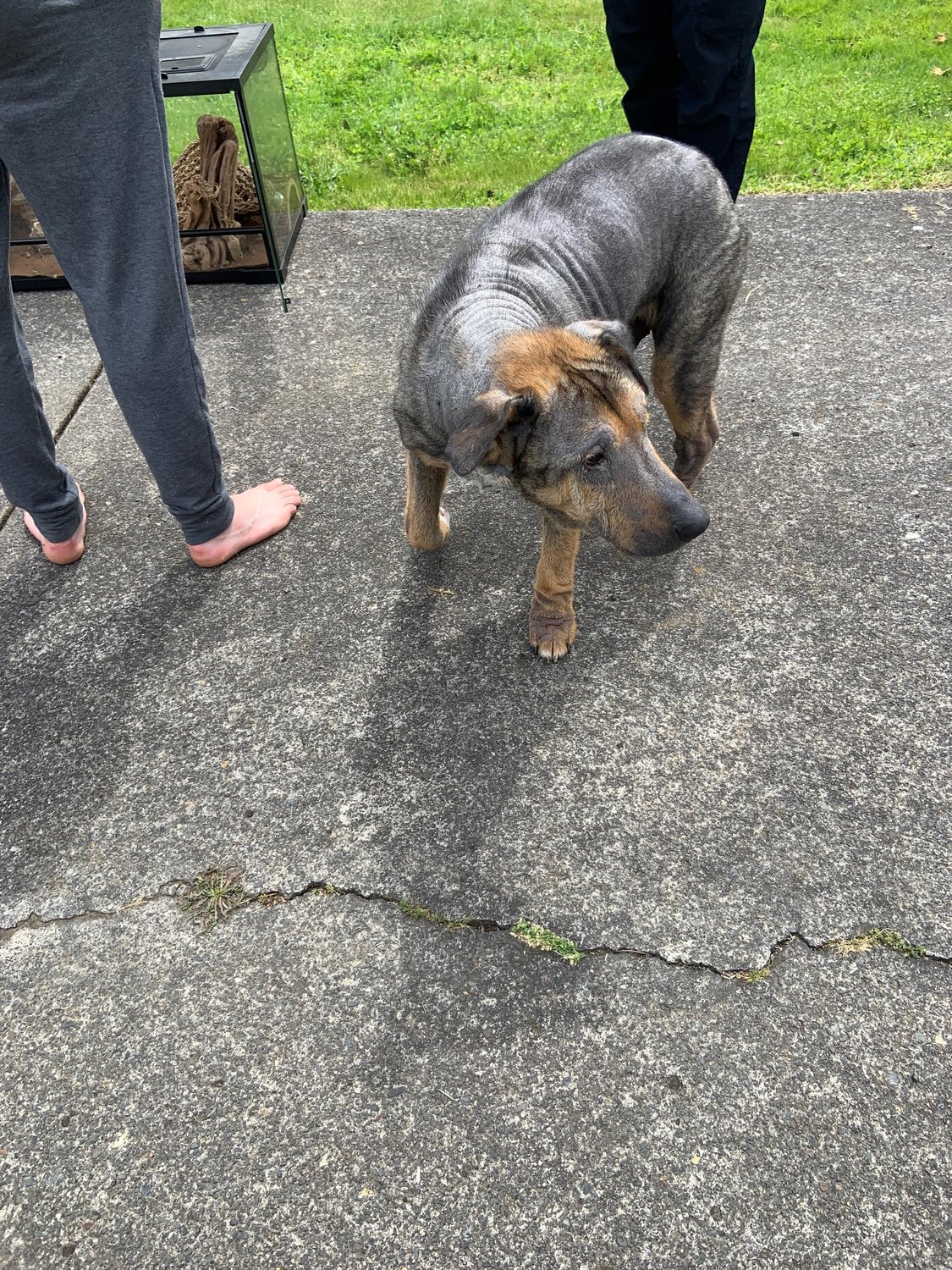 A dog named Dexter and a large lizard were two of three animals firefighters rescued from a house fire in the 700 block of Hoffman Street in Woodland on May 18.