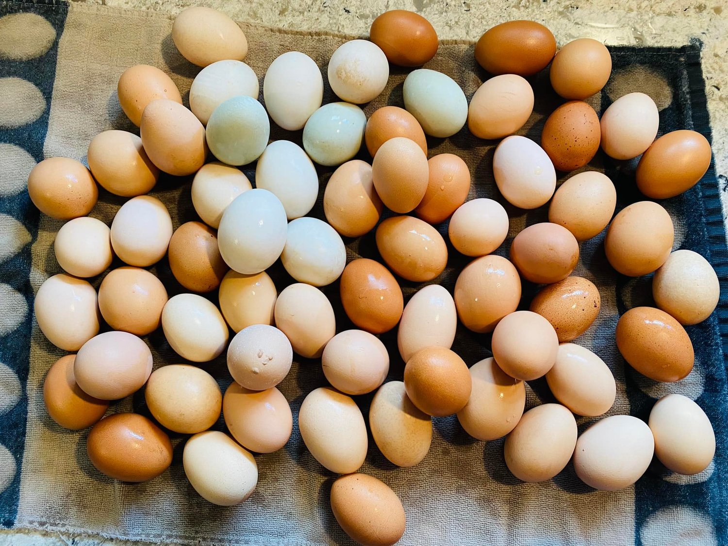 Noah’s Farm Fresh Eggs come from chickens on his family farm.