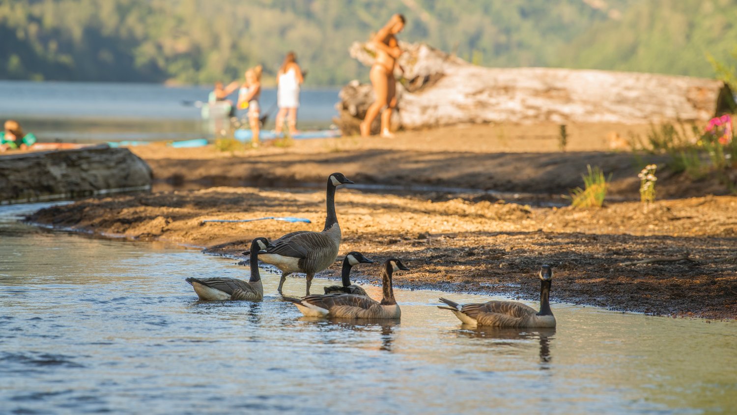 Geese rest on the shore of Coldwater Lake on Tuesday, July 12, 2022 as families bask in the sunshine.