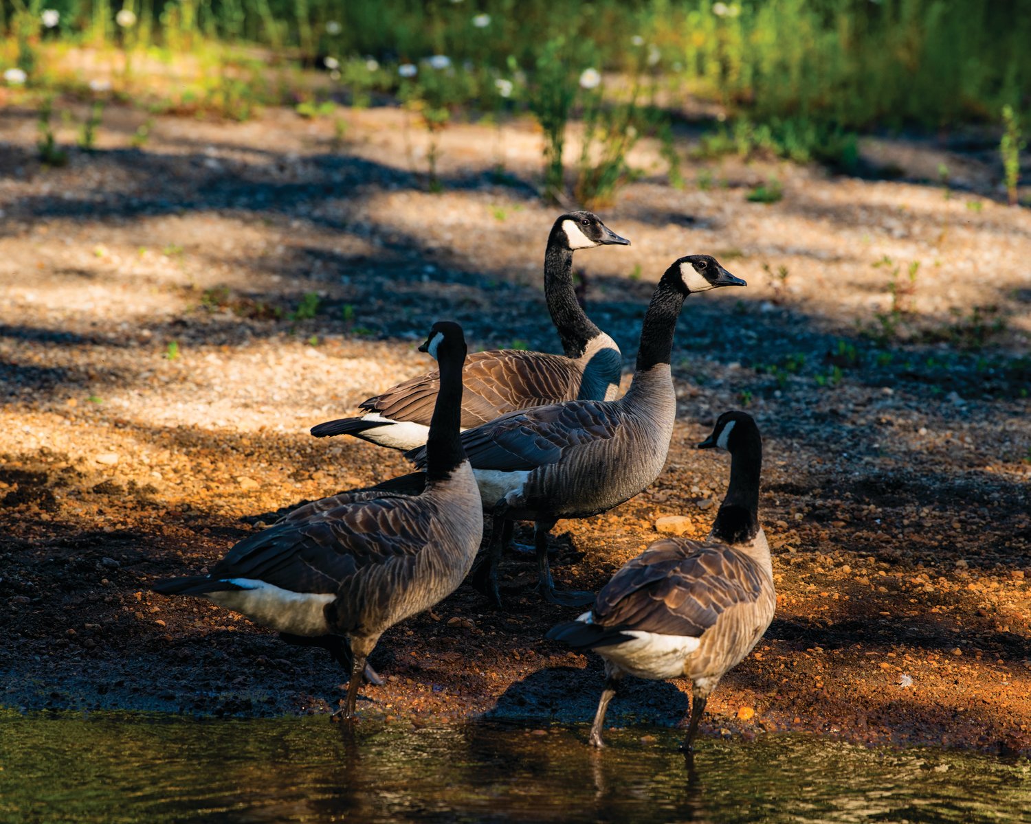 Geese walk along the shore of Coldwater Lake on Tuesday, July 12, 2022.
