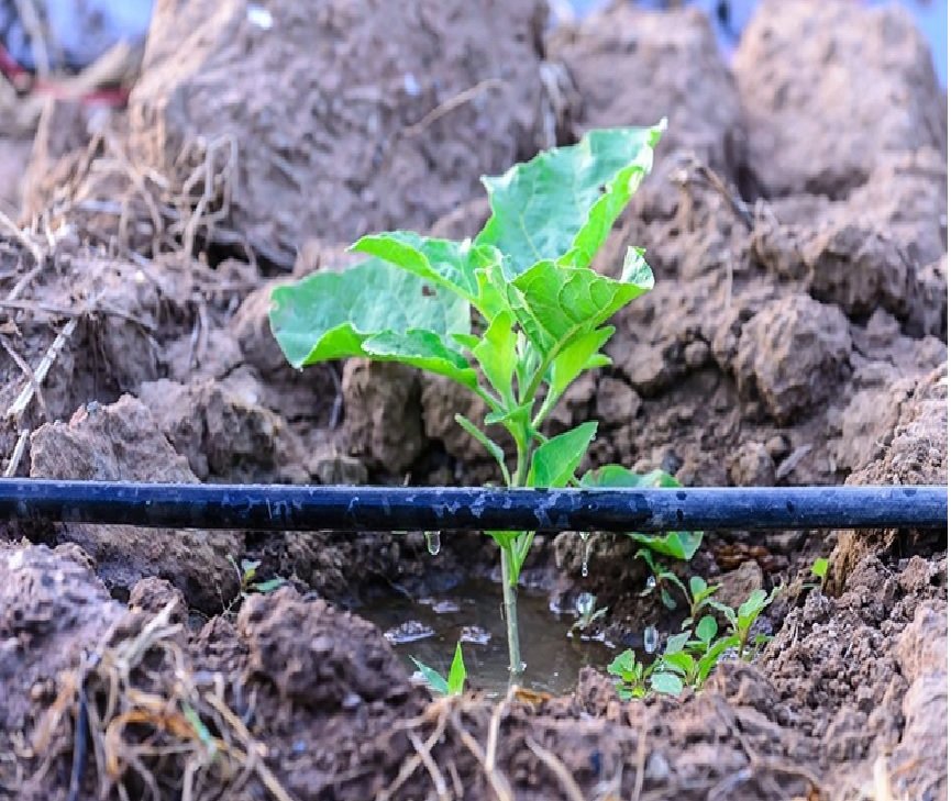 A small plant grows in a drip irrigation garden.