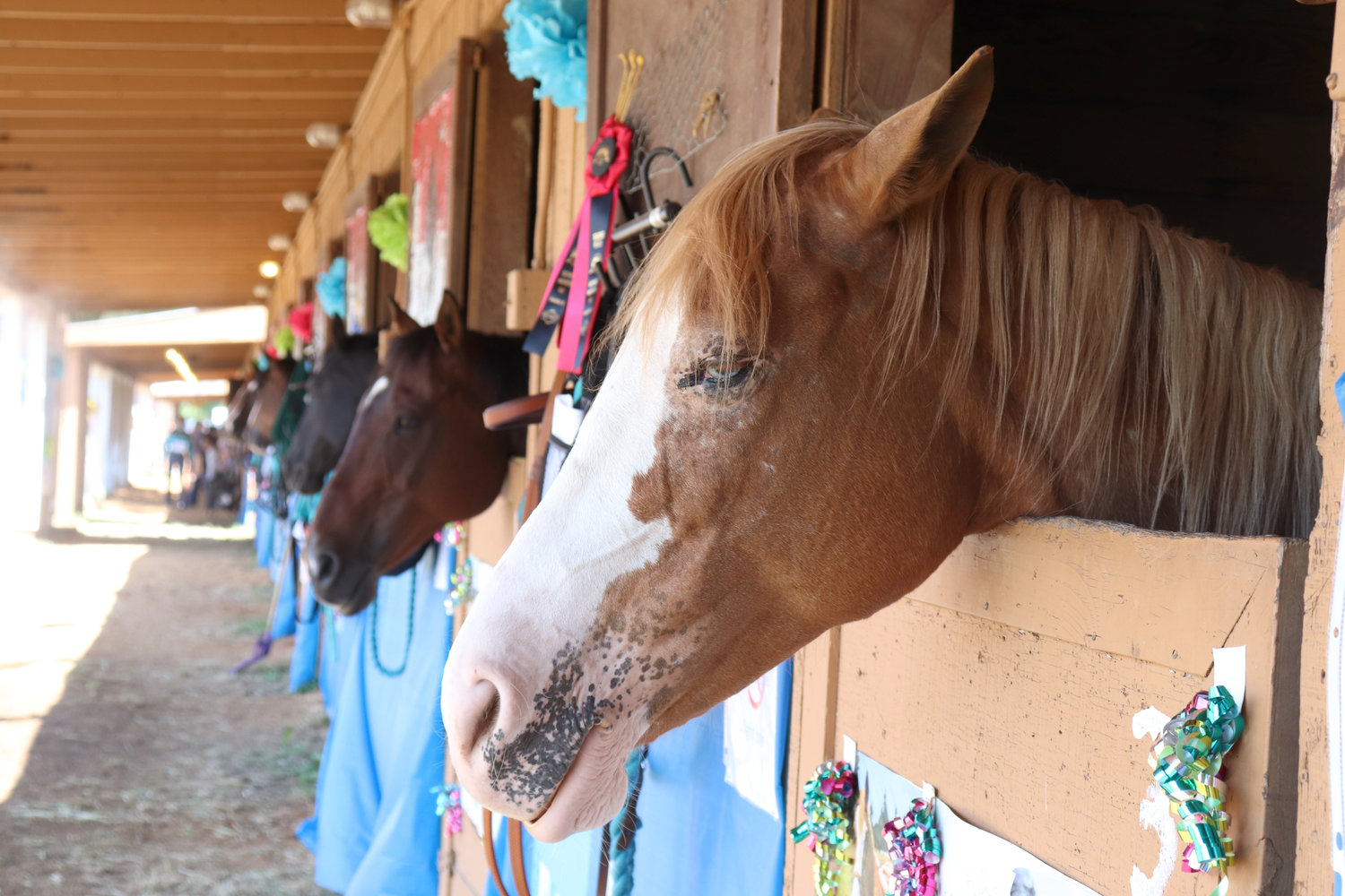 Flower, an 11-year-old Pony of America mare, looks out alongside Belmore Equestrian’s other horses at the Southwest Washington Fairgrounds in this file photo.
