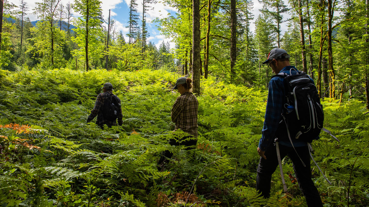Jeff Green, Kim Freeman and Brian Yellin, all of Portland, trek through the Gifford Pinchot National Forest in Lewis County in search of a game camera Saturday morning.