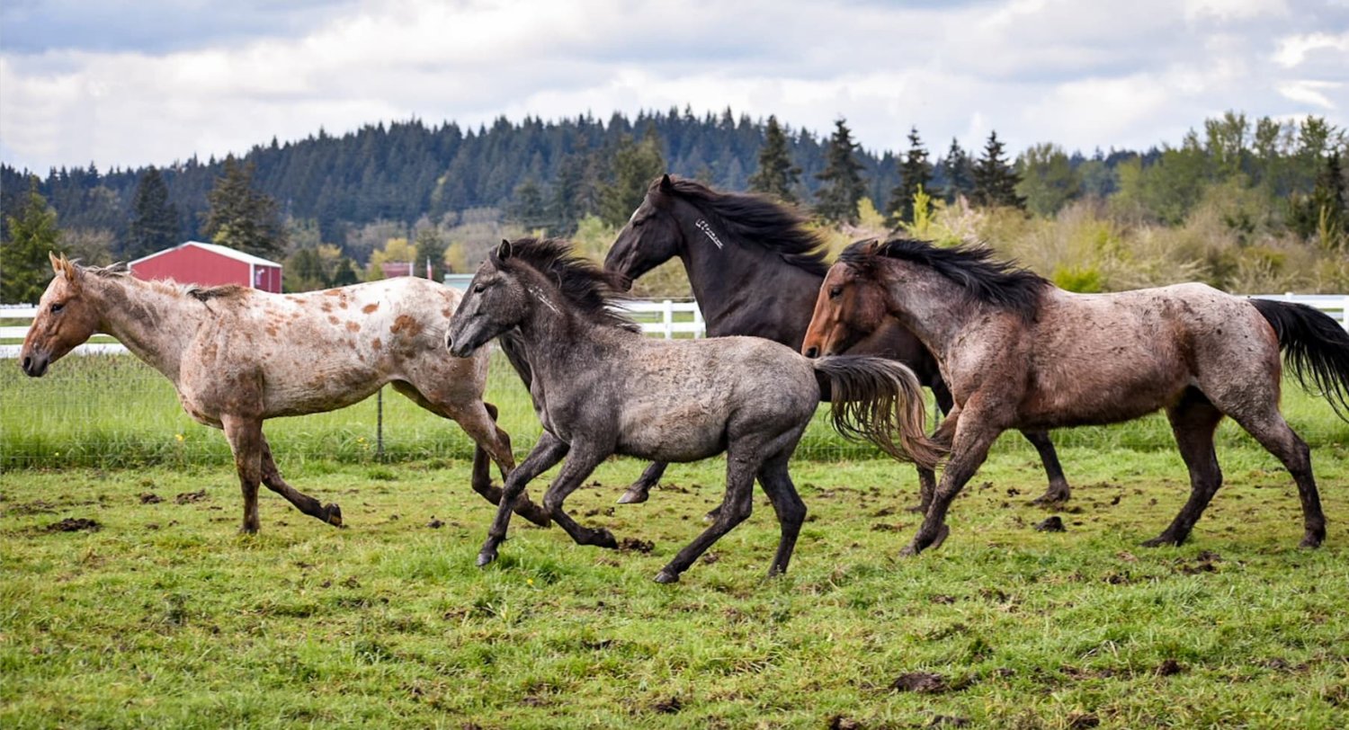 A herd of horses Funky’s Farm Favors serves runs through a field.