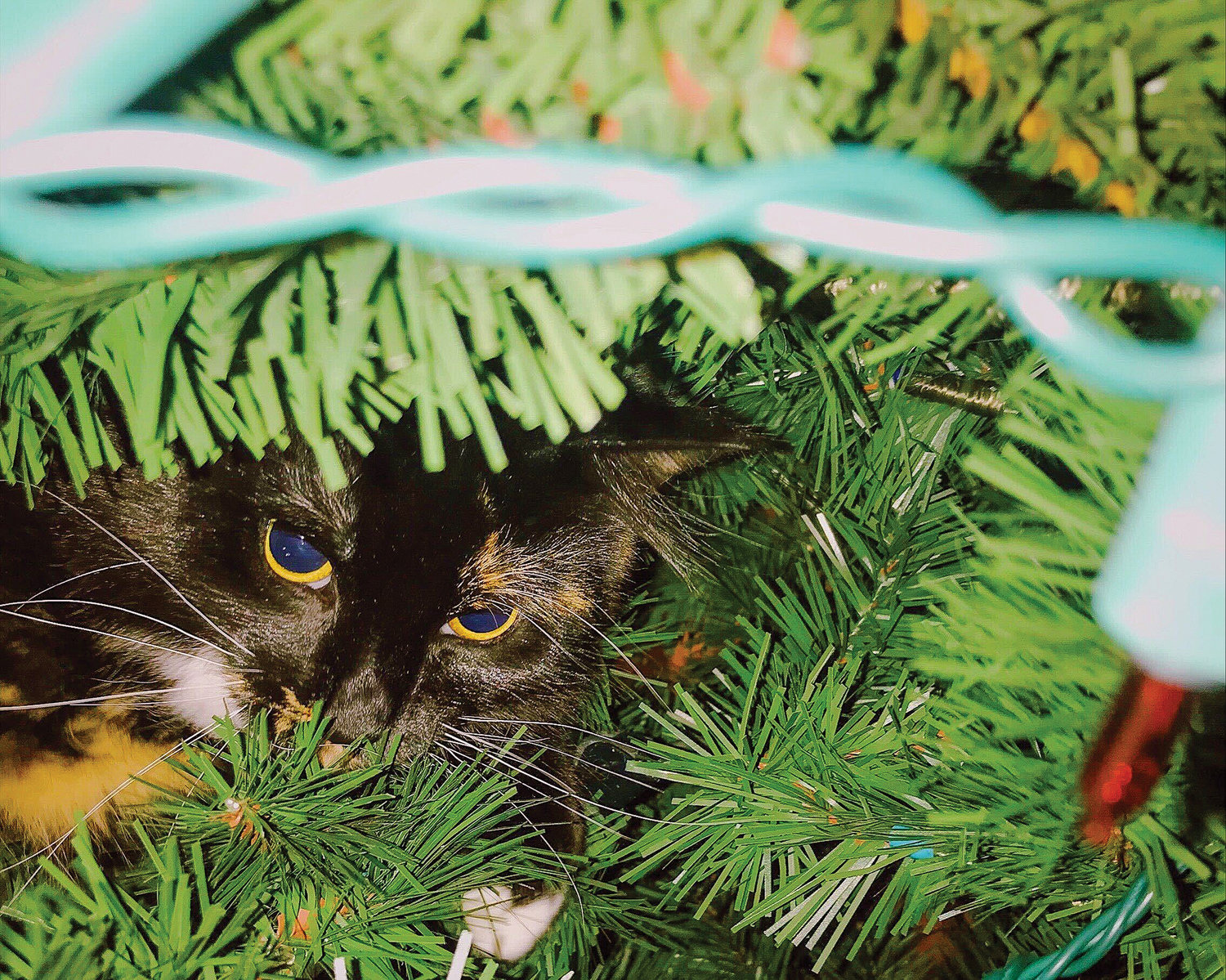 A cat hides in an artificial Christmas tree.