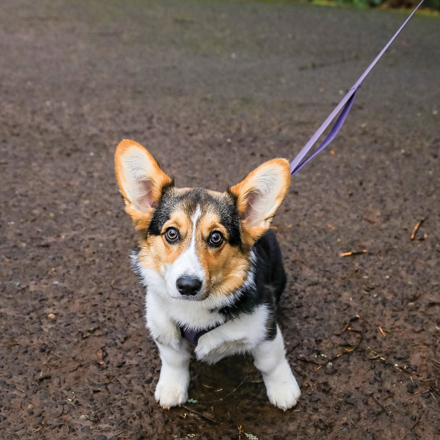 Luna, a young Corgi, and her owner prepare to walk on the Hantwick Trail on Thursday, Jan. 19.