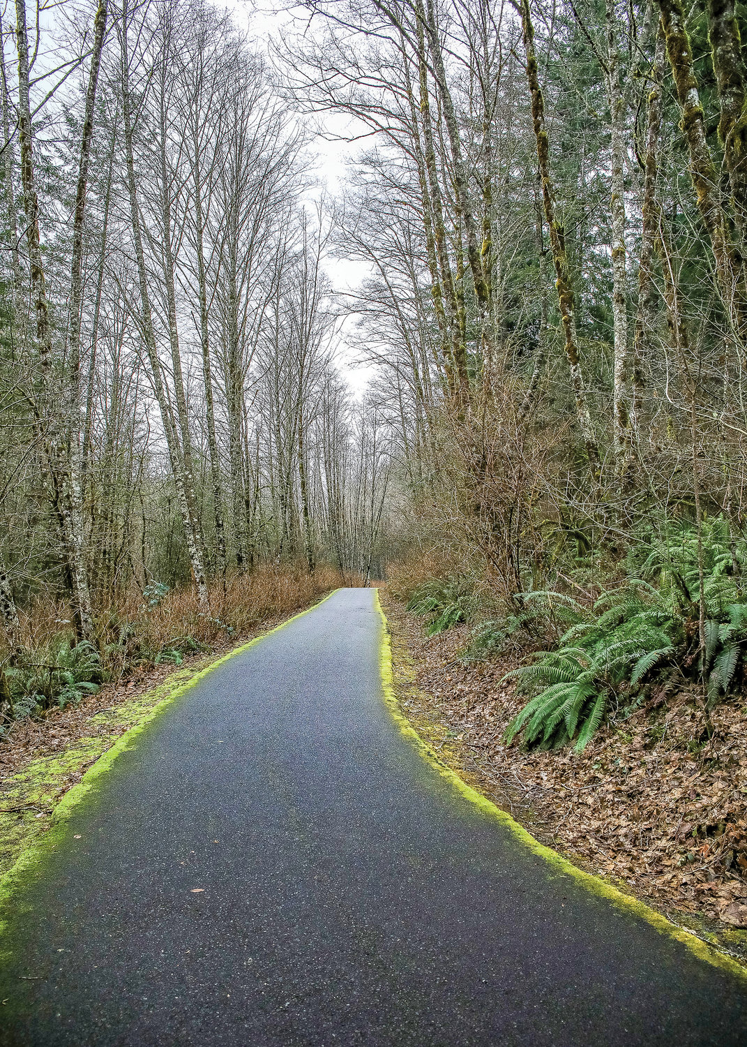 The first section of the Hantwick Trail is lined with red alder and western swordfern.
