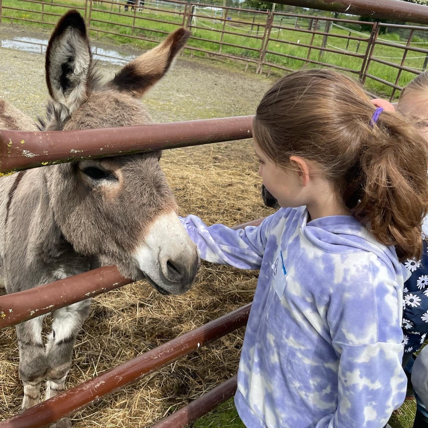 A girl pets a donkey at Rocking B Farms in Ridgefield.