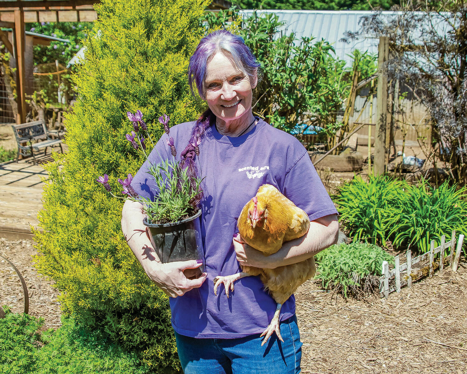 Mary Jones, the owner of Scented Acres Lavender Farm, holds one of her beloved chickens and a lavender plant that is for sale on Wednesday, May 10.