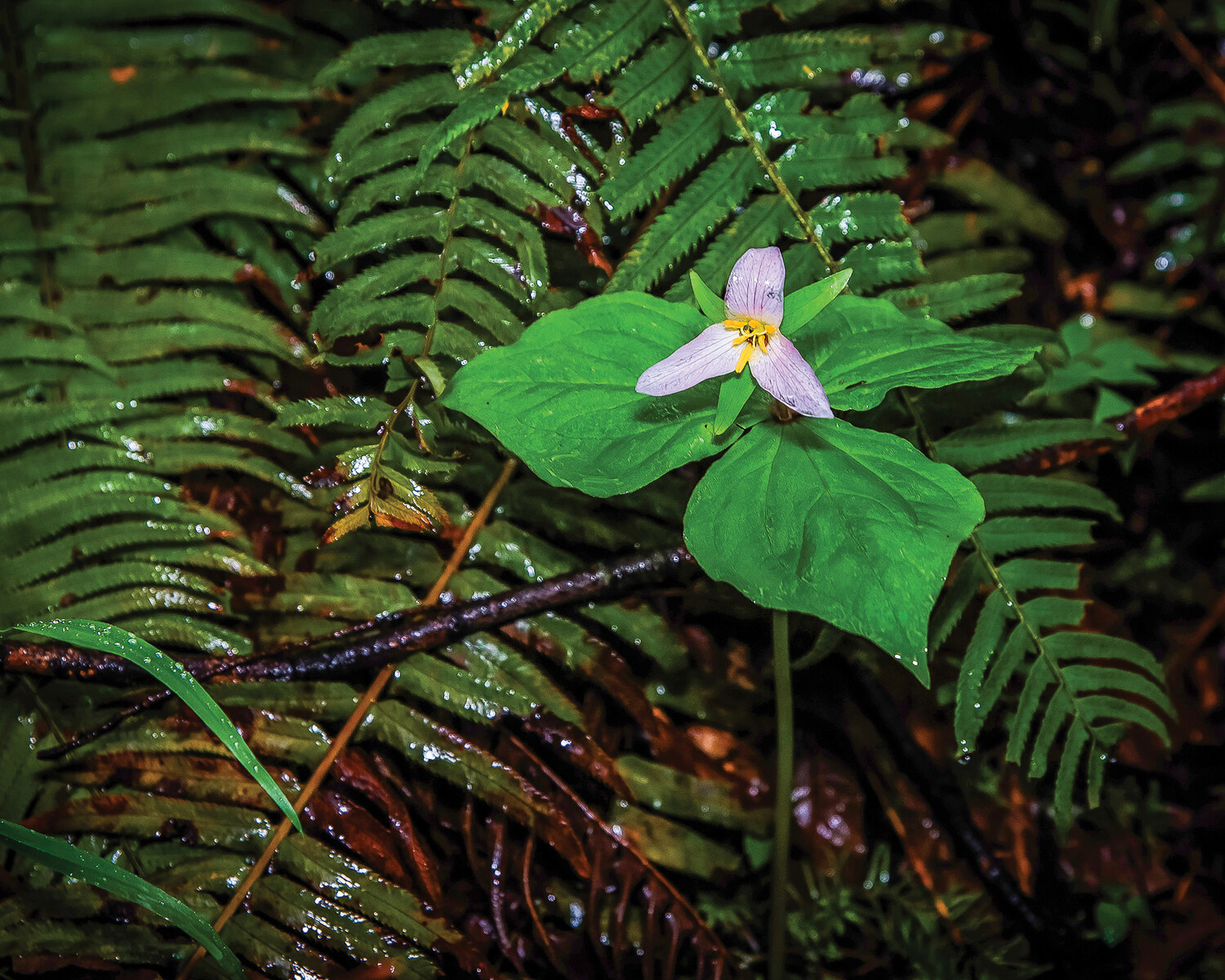 A native Pacific trillium flower at Battle Ground Lake State Park.