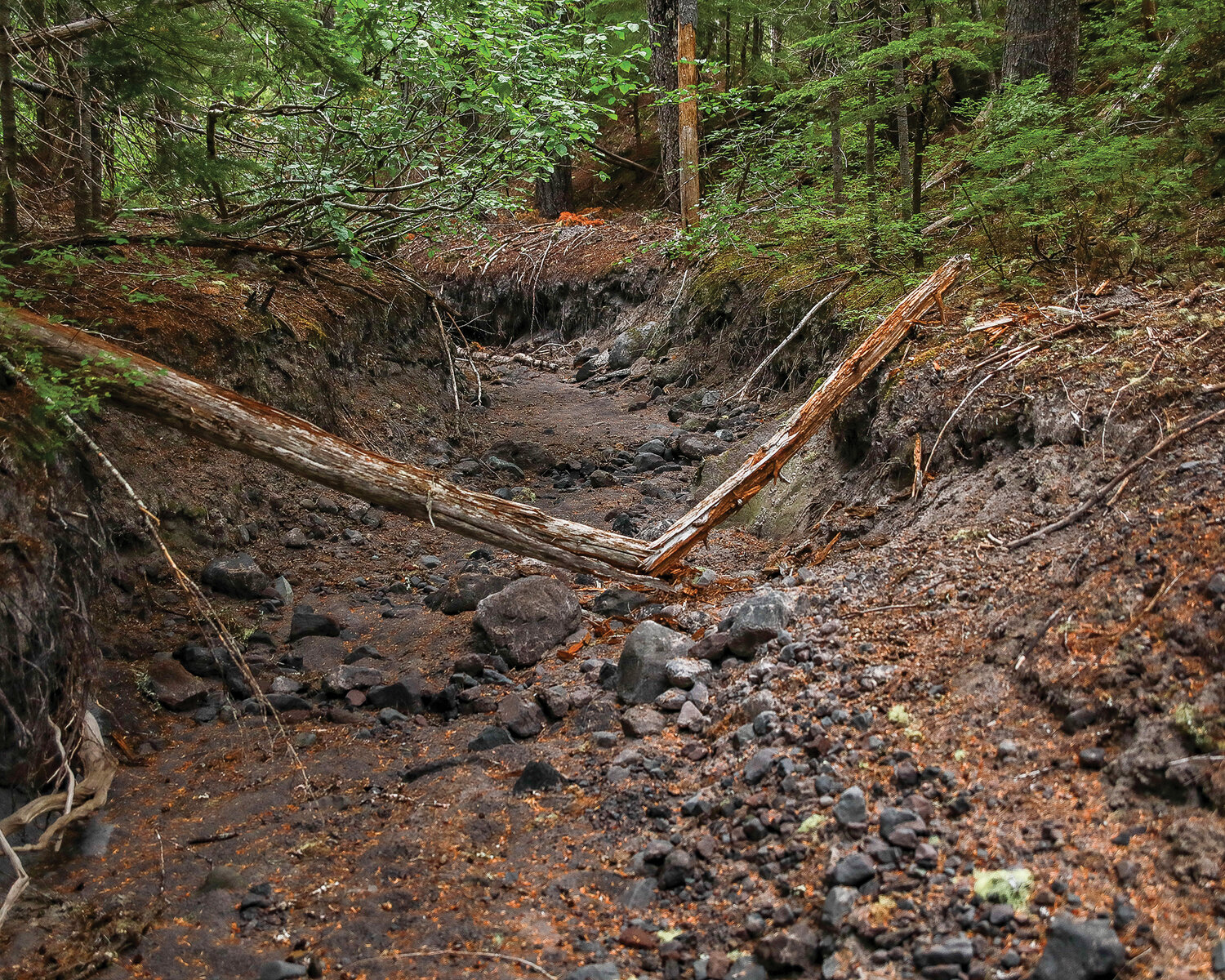 The beginning trail at Goat Marsh crosses through a creek bed that was bone dry on Thursday, Aug. 10.