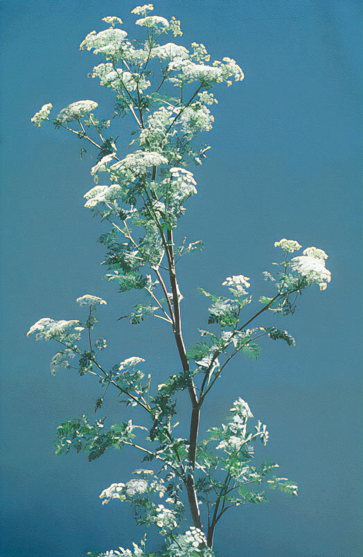 Poison hemlock is a toxic noxious weed that is notorious for harming livestock, whether growing in pasture or baled in hay.