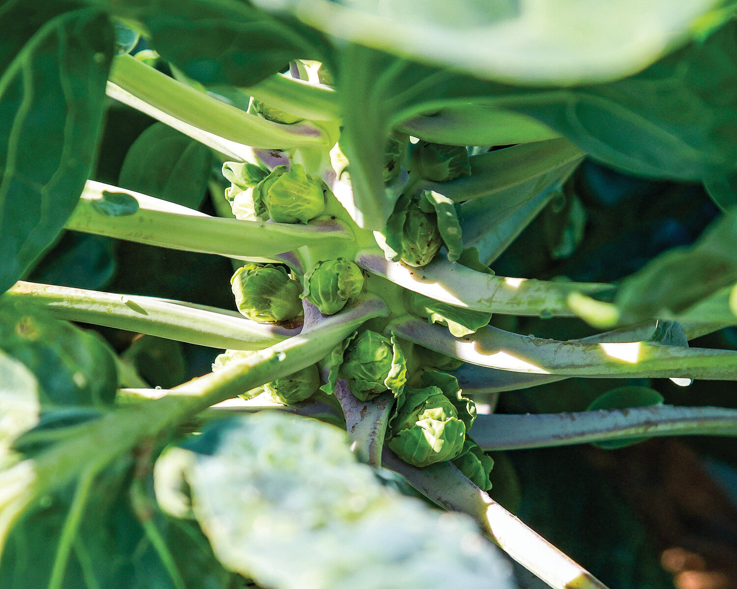 Brussels sprouts were still growing in Mindful Creations’ produce field on Sept. 6.