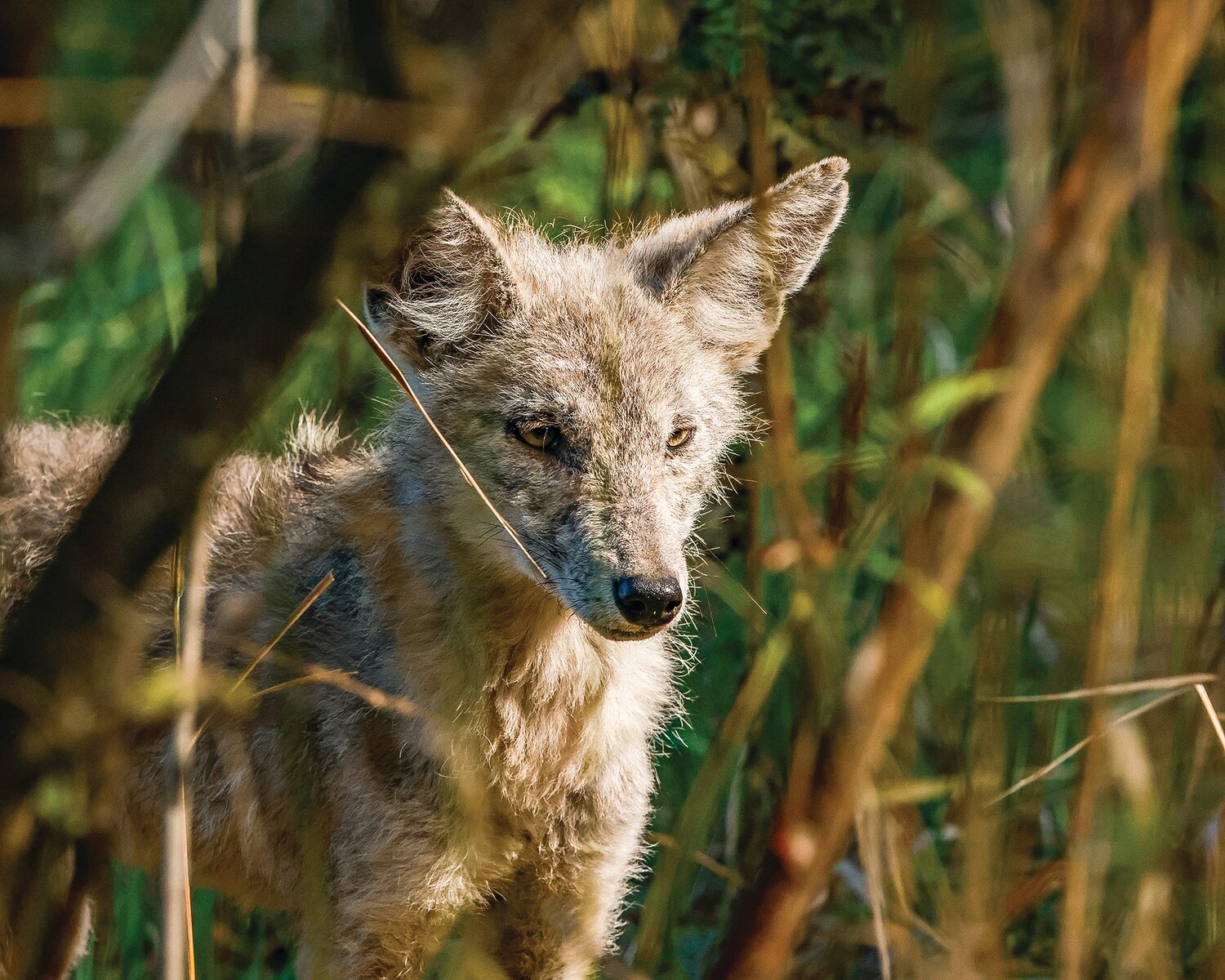 A young coyote hides amongst the trees at the Ridgefield National Wildlife Refuge’s River ‘S’ Unit on Wednesday, Sept. 13.