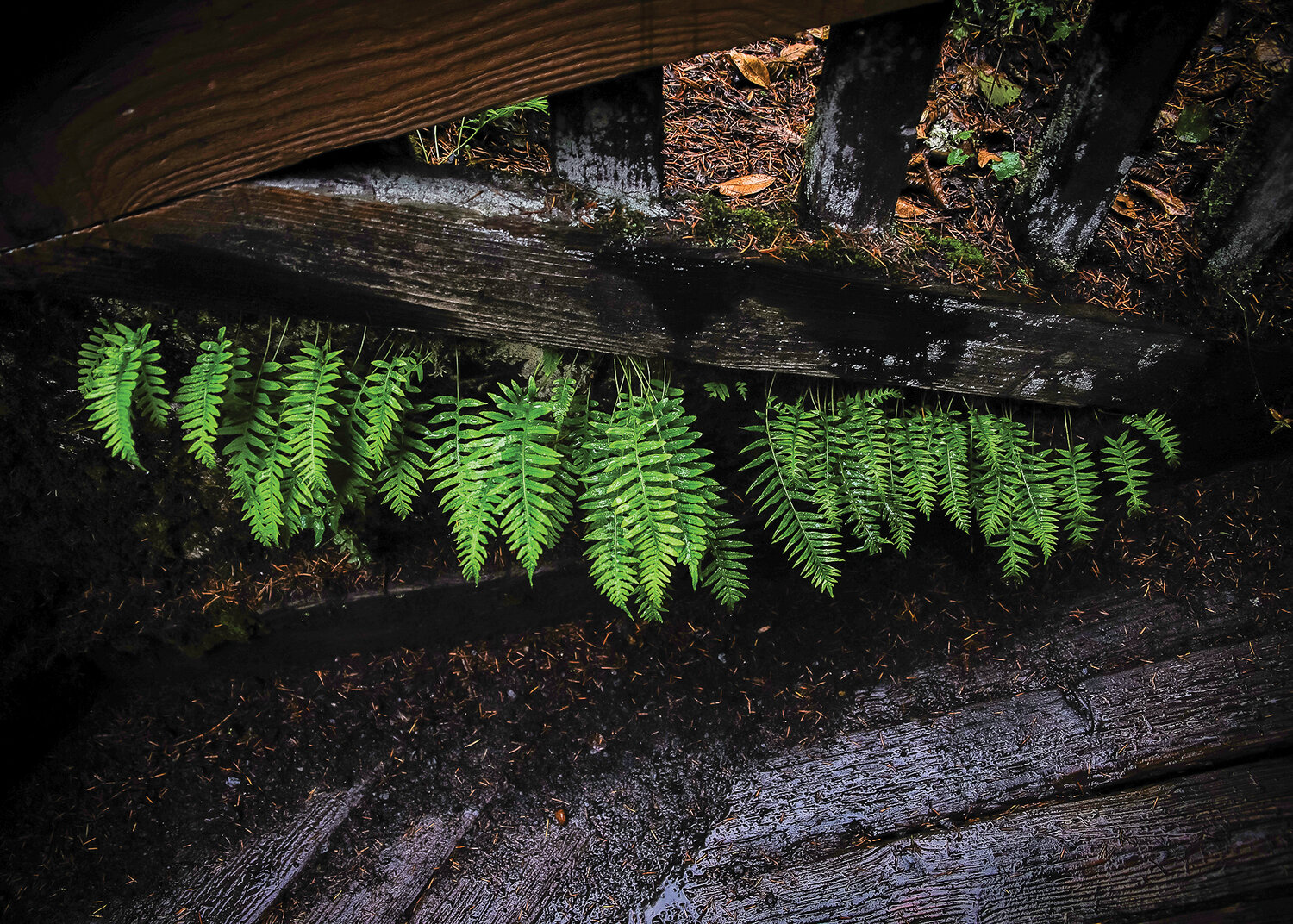 A group of licorice ferns are commonly found growing from tree trunks, but these grew out of the pedestrian bridge alongside Northeast Lucia Falls Road in Moulton Falls Regional Park on Monday, Oct. 2