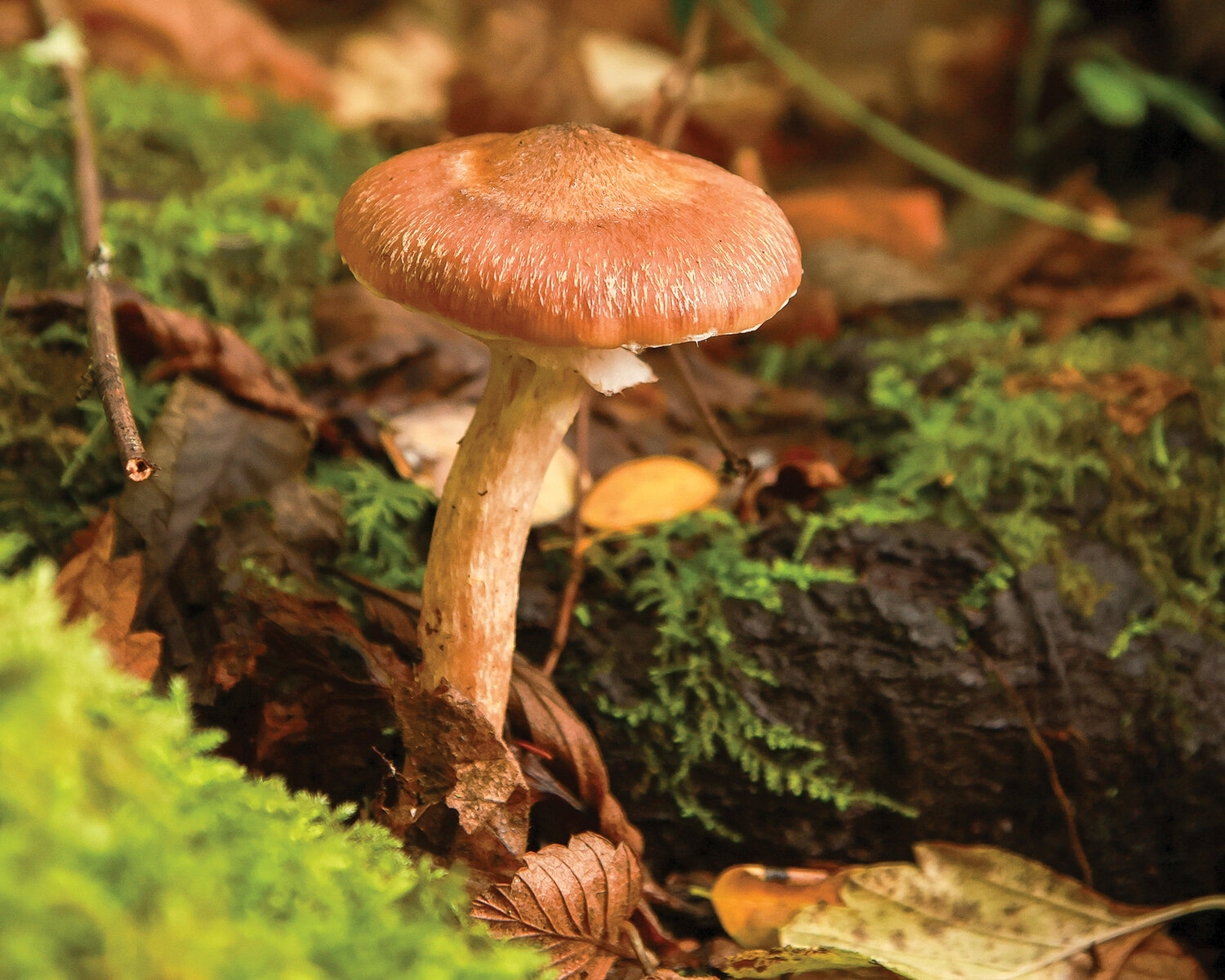 An Armillaria mushroom is seen at Battle Ground Lake State Park on Tuesday, Oct. 17.