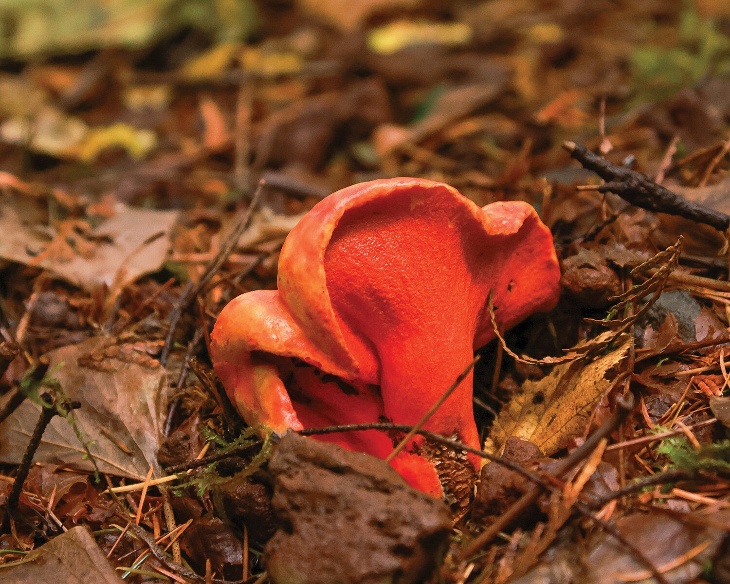 A lobster mushroom is seen at Battle Ground Lake State Park on Tuesday, Oct. 17.