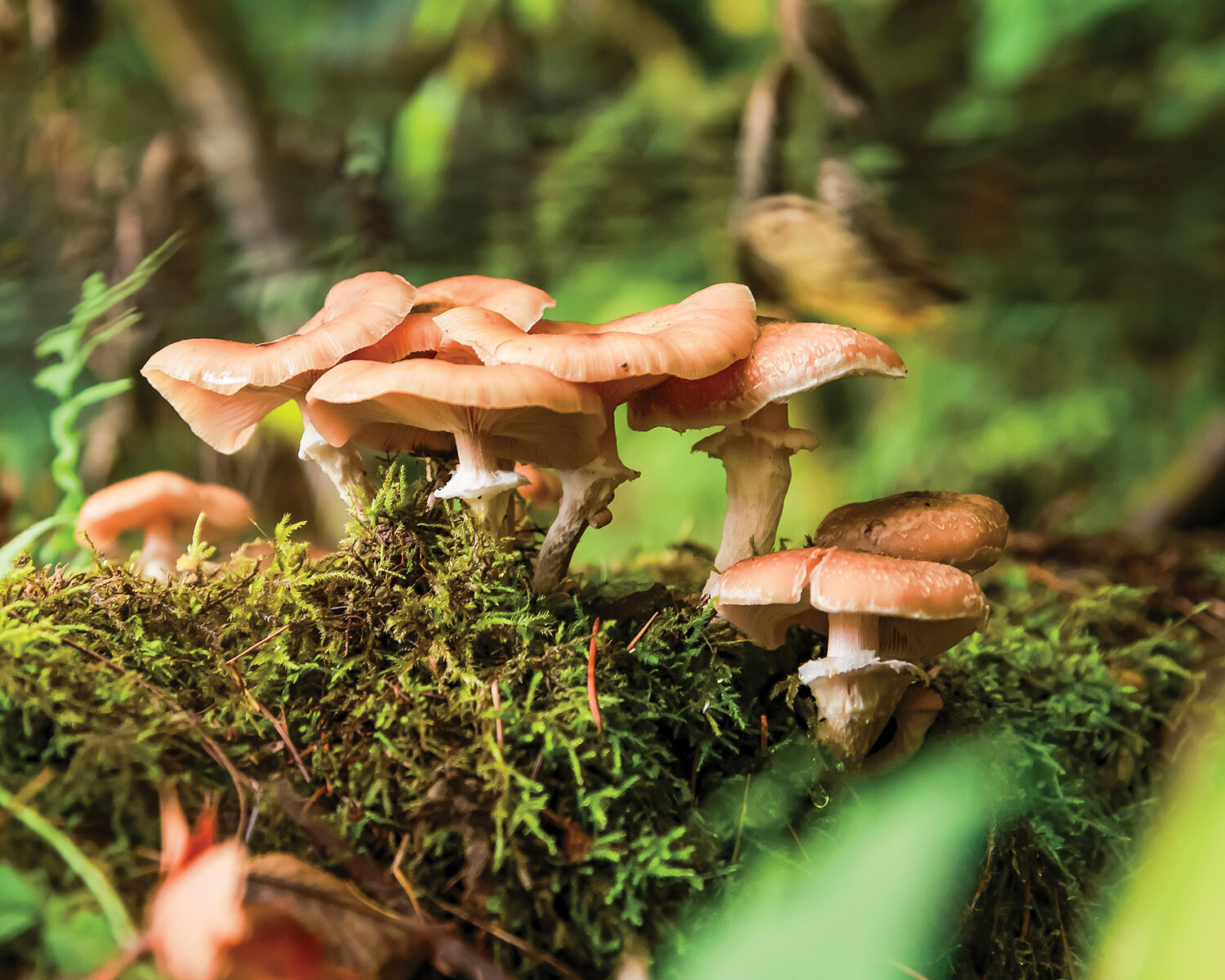 A group of Armillaria mushrooms are seen at Battle Ground Lake State Park on Tuesday, Oct. 17