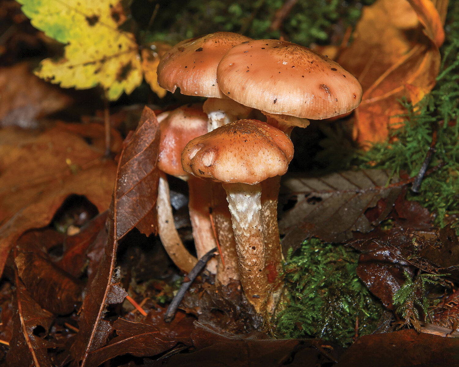 A few Armillaria mushrooms are seen at Battle Ground Lake State Park on Tuesday, Oct. 17.