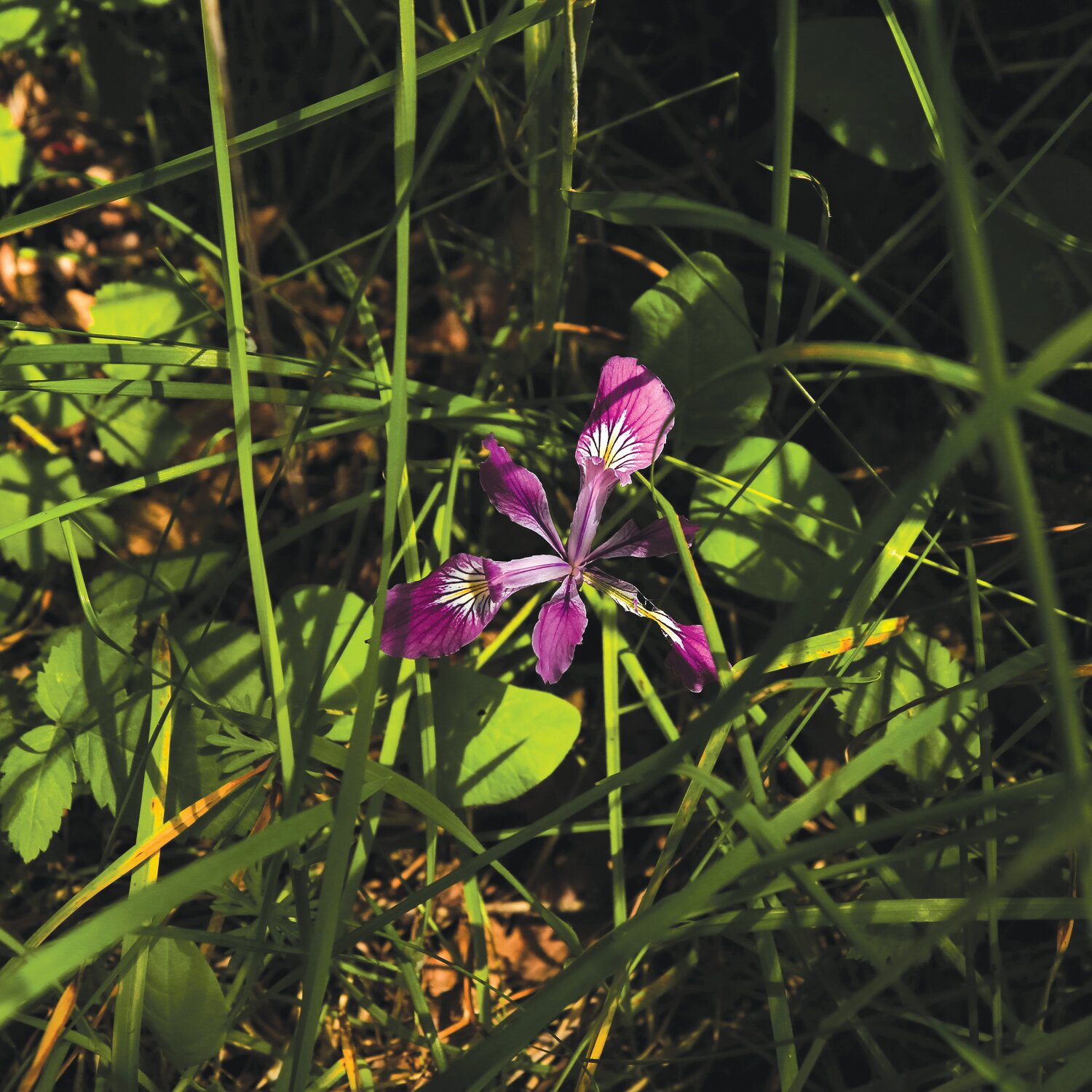 The Oregon iris flower is seen here in the wild. The flower is one of many that will be available for purchase in the Clark Conservation District’s native plant sale.