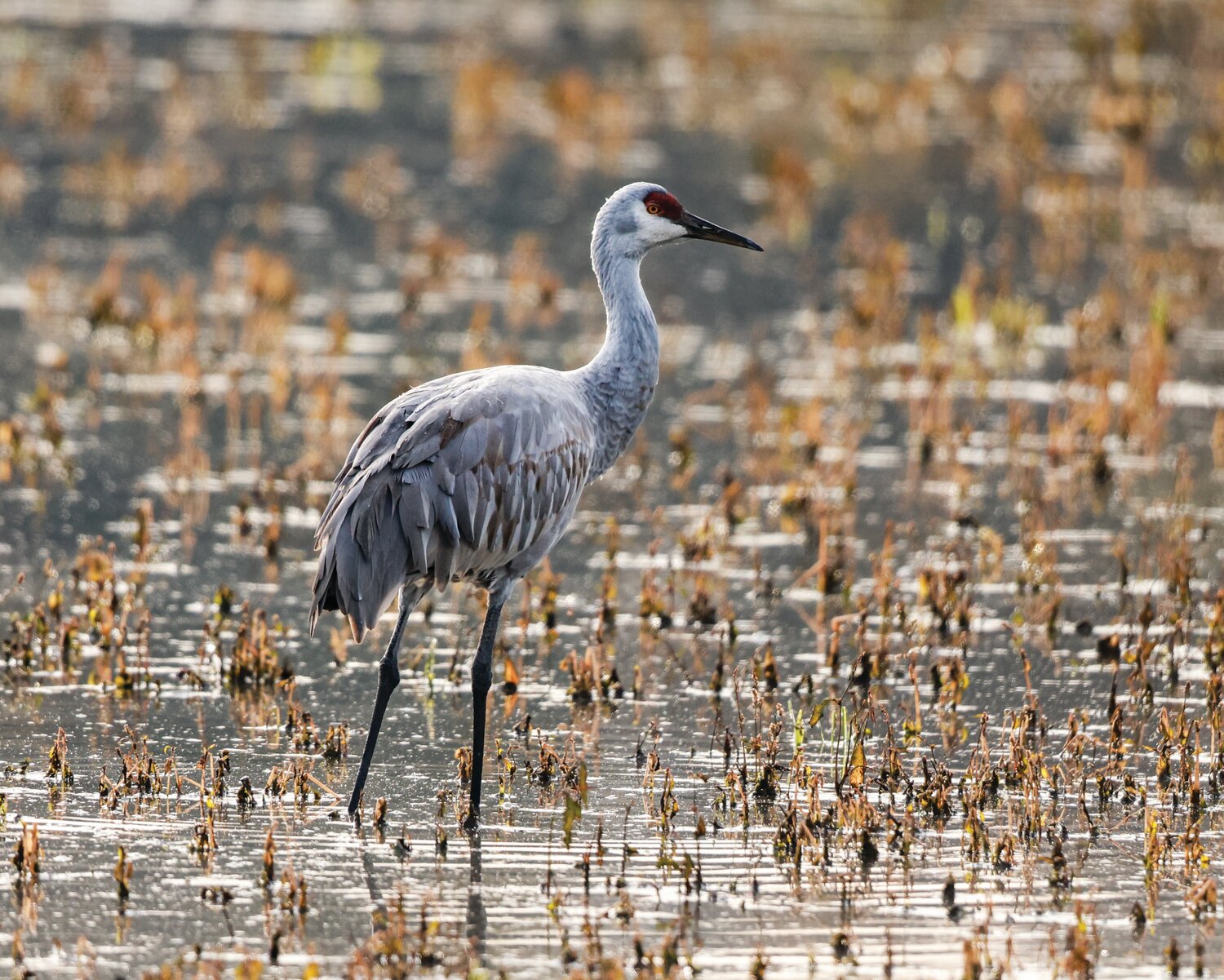 A sandhill crane hangs out in a shallow marsh Tuesday, Oct. 31, at the Ridgefield National Wildlife Refuge’s River “S” Unit.