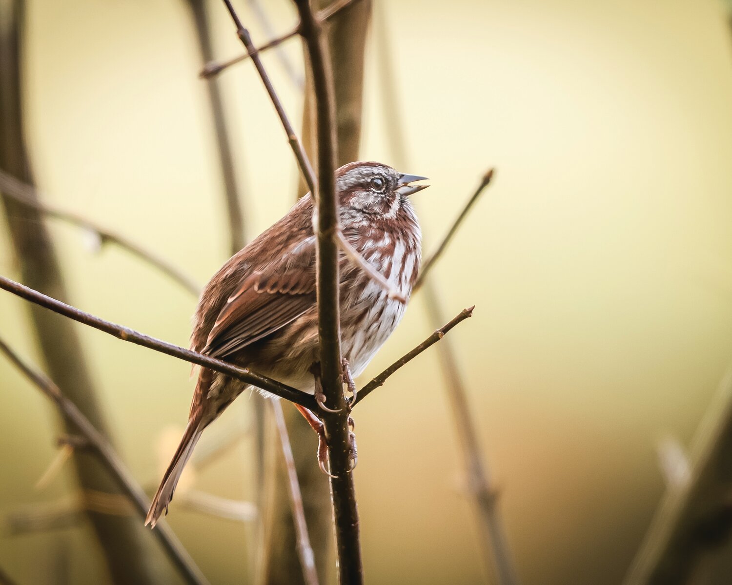 A song sparrow sings its song in a tree Tuesday, Oct. 31, at the River “S” Unit of the Ridgefield National Wildlife Refuge.