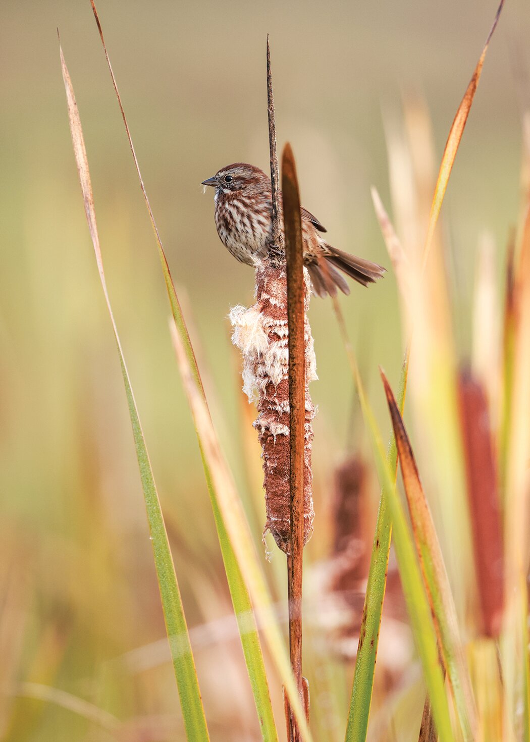 A song sparrow stands atop a cattail on the morning of Tuesday, Oct. 31, at the River “S” Unit of the Ridgefield National Wildlife Refuge.
