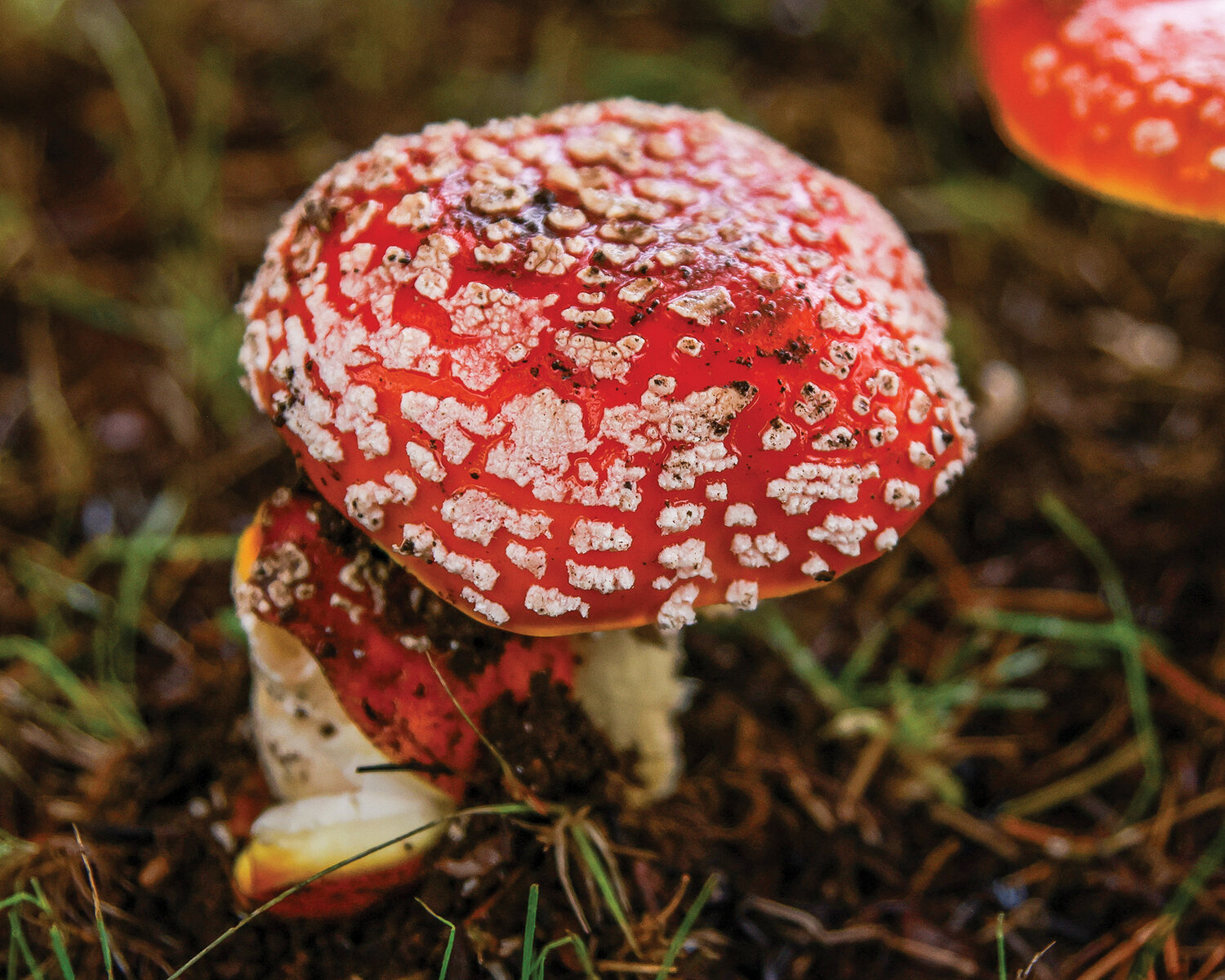 A Fly Agaric mushroom is found within the city limits of Battle Ground on Monday, Nov. 6.