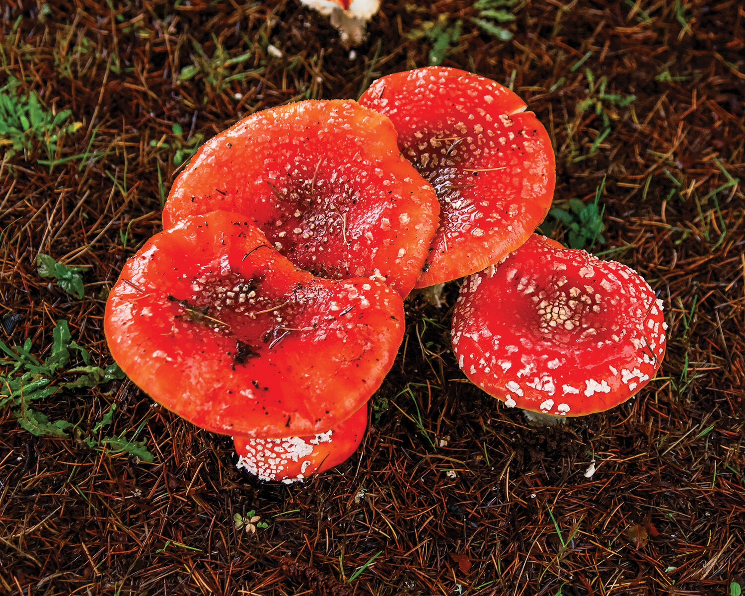 A group of Fly Agaric mushrooms are found within the city limits of Battle Ground on Monday, Nov. 6.